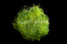 Chaetomorpha Algae :: 60033