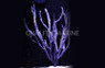 Purple Ribbon Gorgonian  :: 51011