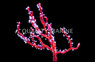 Red Finger Gorgonian :: 51013