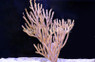 Rusty Gorgonian :: 51022