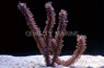 Large Polyp Gorgonian :: 51026