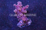 Red Thin Chili Coral :: 51542
