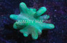 Devil's Hand Green, Nano :: 51573