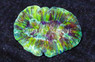 Green Trachyphyllia Coral :: 52007