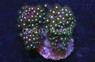 Alveopora Coral :: 52070
