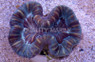 Colored Trachyphyllia Coral :: 52075