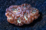 Ultra Micromussa Coral :: 52107