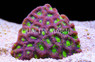 Green Eyed Goniastrea Coral :: 52160