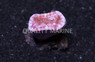 Solitary Cup Coral :: 52167