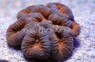 Orange/Super Blue Branching Lobophyllia Brain Coral :: 52174