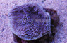 Plating, Purple :: 52189