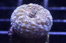Orange/Blue Branching Lobophyllia Brain Coral :: 52223