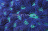 Purple/Green Elephantnose Coral :: 52257