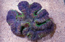Ultra Lobophyllia Brain Coral :: 52261