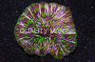 Plate Purple & White w/Green Polyps "Pinwheel" :: 52276