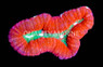 Red/Green Lobophyllia Brain Coral :: 52278