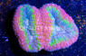 Ultra Tricolor Lobophyllia Brain Coral :: 52284