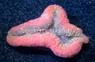 Ultra Tricolor Lobophyllia Brain Coral :: 52284