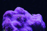 "Purple Haze" Encrusting Montipora Coral :: 52300