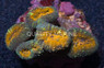 Orange Center Green Lobophyllia Brain Coral :: 52303