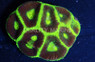 Black Center Electric Green Goniastrea Coral :: 52305