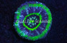Australis, Green w/Purple Ring "UFO" :: 52324