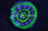 Australis, Green w/Purple Ring "UFO" :: 52324