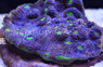Green Watermelon Chalice Coral :: 52379