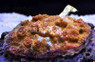 Creamsicle Chalice Coral :: 52380