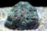 Pink Eye Green Merulina Coral :: 52399