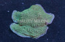Neon Green Polyp Undata Coral :: 52410