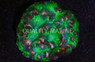Pink Eye Green Chalice Coral :: 52416