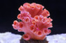 Tube, Orange Multi-Polyp :: 52456