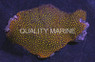 Ultra Orange Lepastrea Coral :: 52457