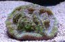 Green Symphyllia Brain Coral :: 52469