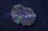 Grade A Button Coral :: 52481