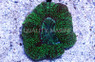 Green Glow Crocodile Scolymia Coral :: 52491