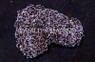 Purple Frogspawn Coral :: 52603