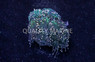 Orange Tip Torch Coral, Aquacultured :: 52605