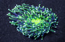 Toxic Yellow/Green Long Tentacle Plate Coral :: 52609