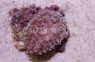 White Tip Mushroom :: 55526