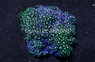 Green Starburst Polyp :: 55533