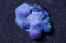 Blue Spot Red Actinodiscus Mushroom :: 55555