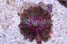 Purple Ricordea Yuma Mushroom (per polyp) :: 55564
