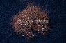 Electric Blue Long Stem Waving Hand Coral :: 55576