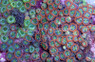 Zoa, Micro, Ultra-Color :: 55617