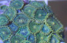 Green People Eater Colony Polyp :: 55623
