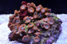 Zoa, Purple Face w/ red Skirt, Jolly Rancher :: 55627