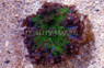 Green Ricordea Yuma Mushroom (per polyp) :: 55632