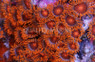 Bam Bam Orange Colony Polyp :: 55636